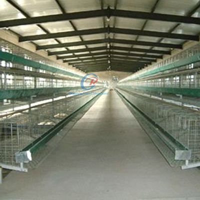 Struttura in acciaio galvanizzato Poultry House personalizzato con pannelli isolanti