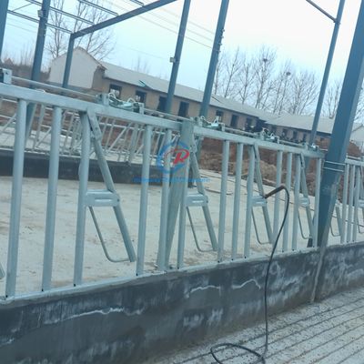 Struttura in acciaio resistente Capannone da vacca Granelli da latte in acciaio contemporaneo